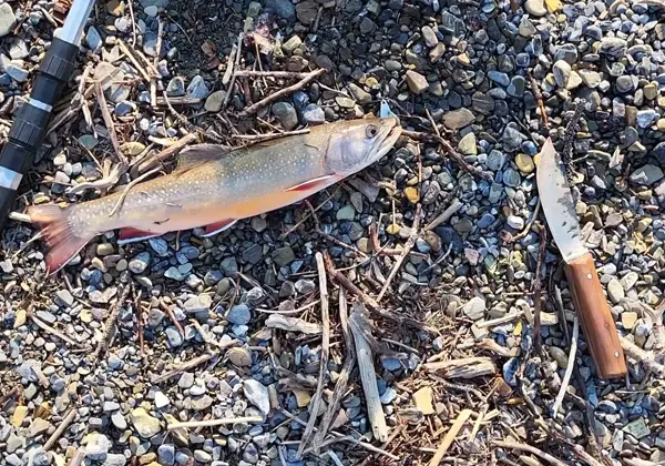 Selbstgefangener Saibling